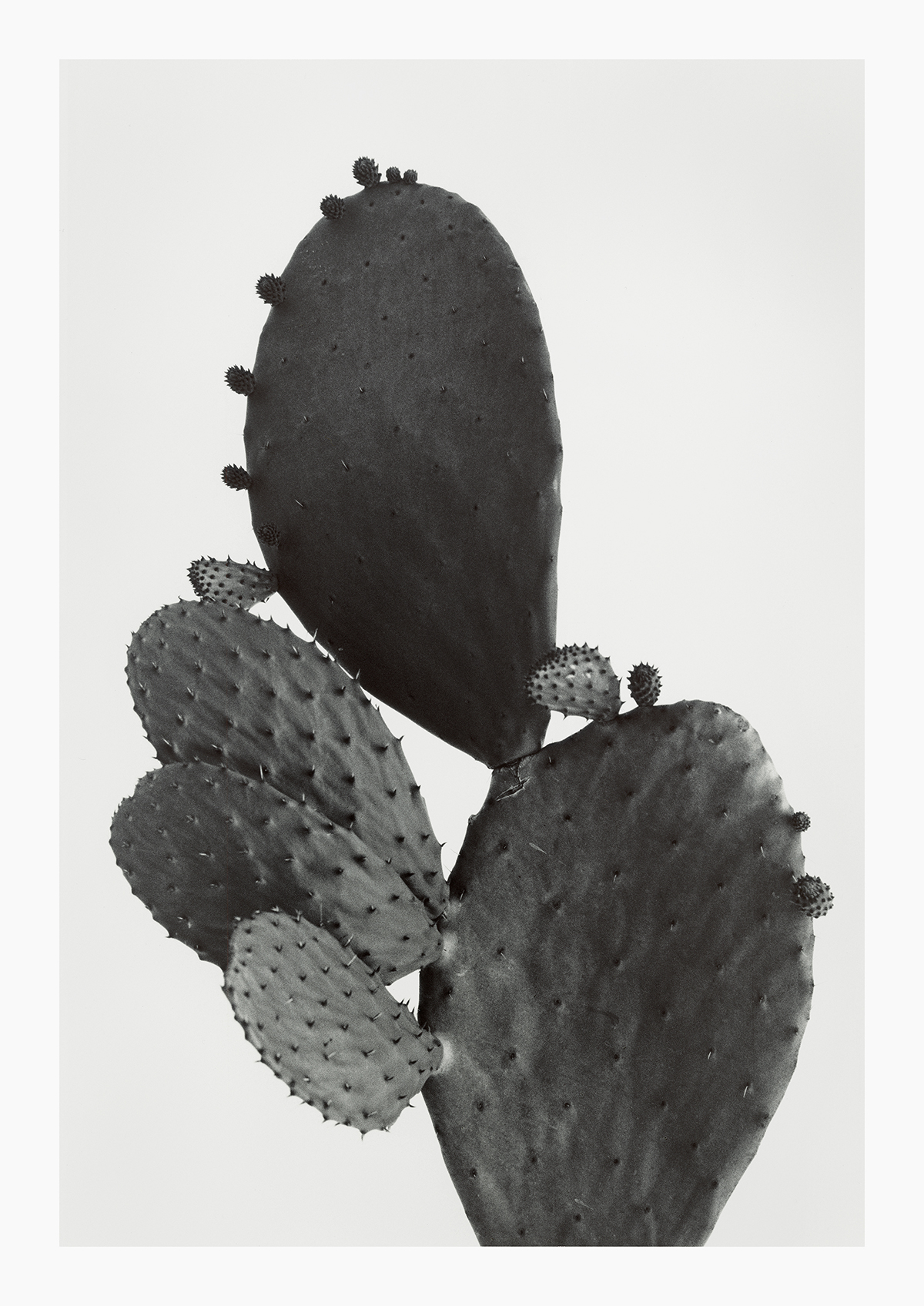 KELLY GEDDES FINE ART PRINTS