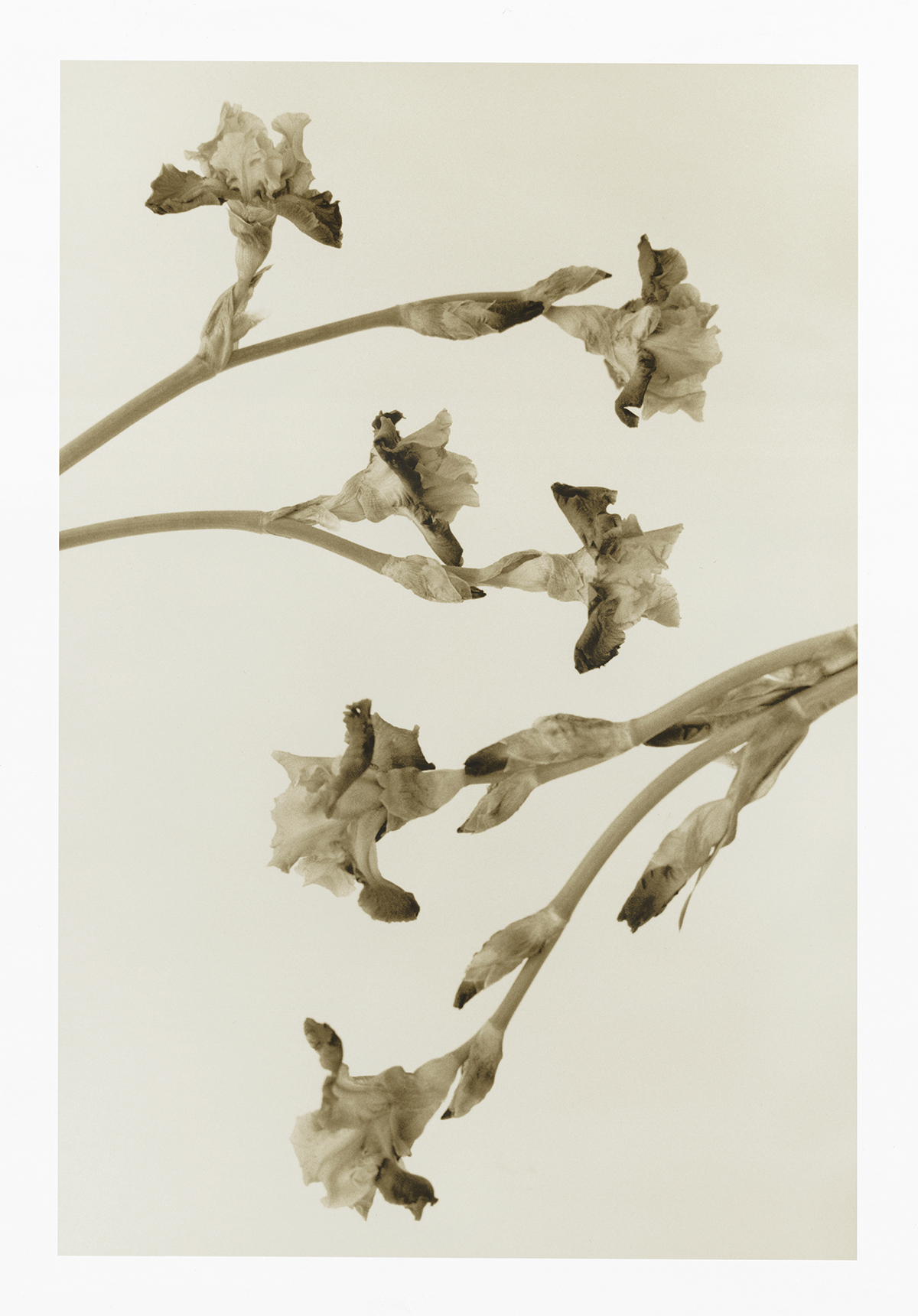 KELLY GEDDES FINE ART PRINTS