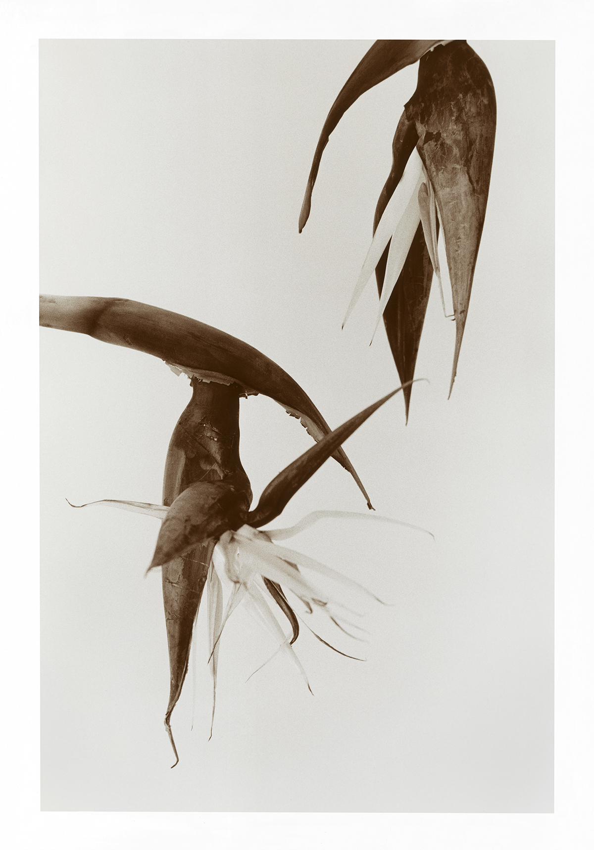 KELLY GEDDES FINE ART PRINTS