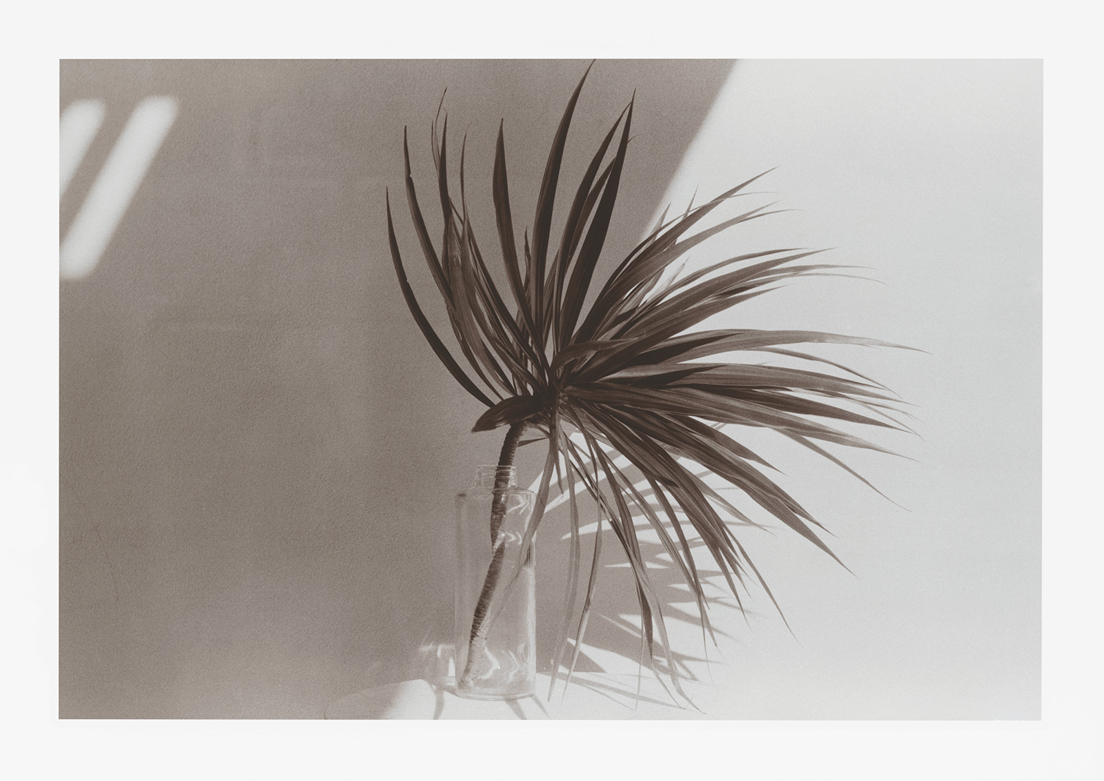 KELLY GEDDES FINE ART PRINTS