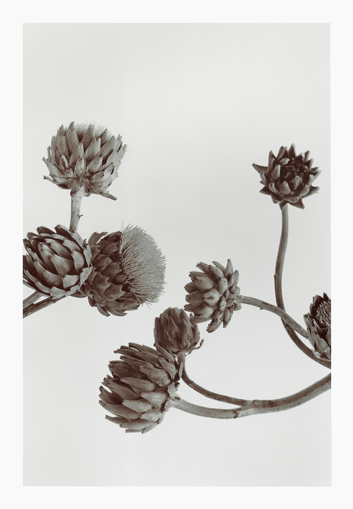 KELLY GEDDES FINE ART PRINTS